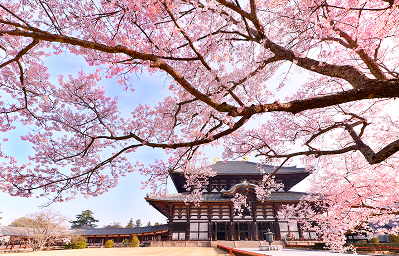 櫻花季限定｜奈良公園·東大寺·吉野山千本櫻一日遊｜大阪出發
