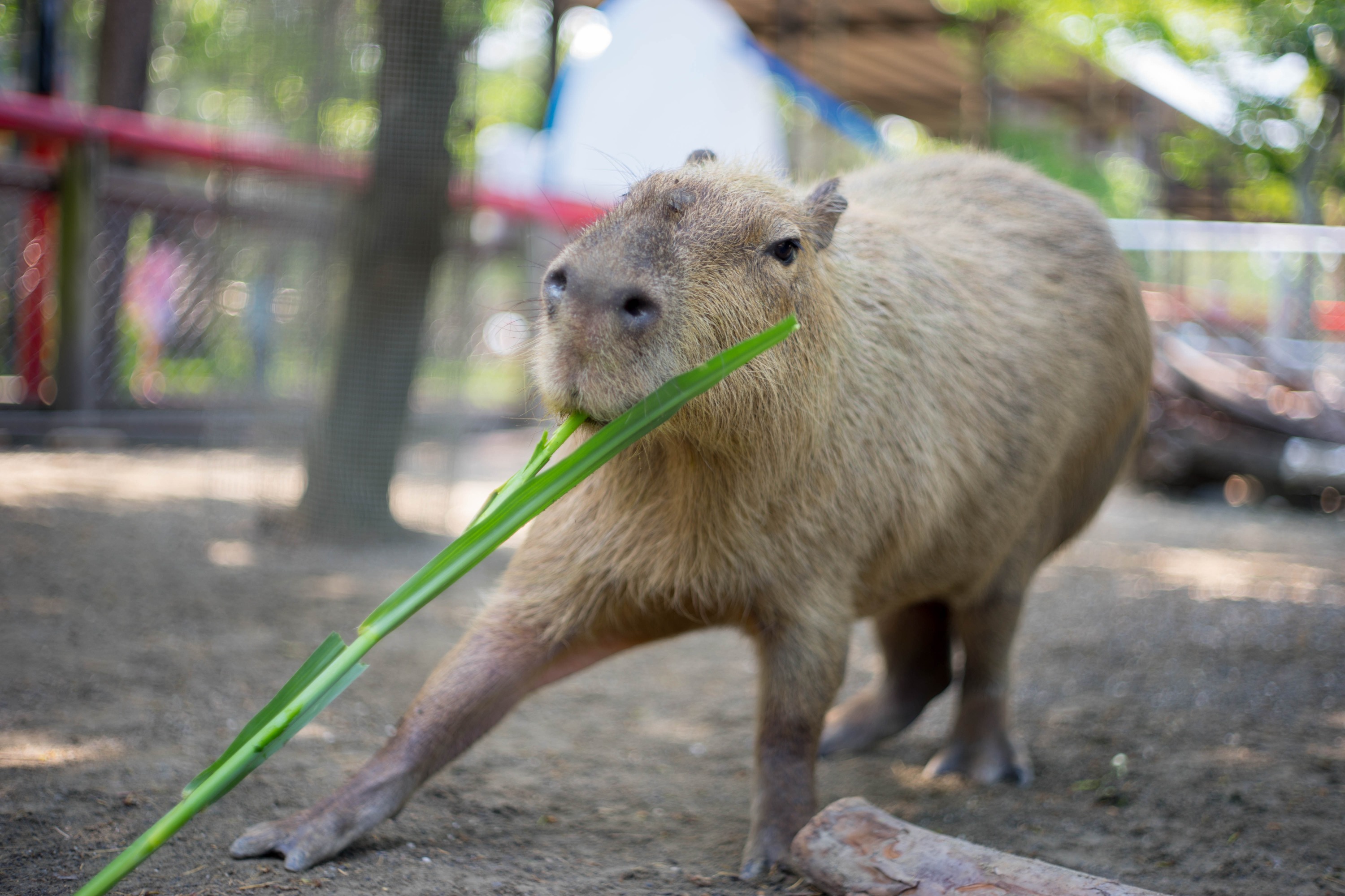 台南頑皮世界野生動物園門票