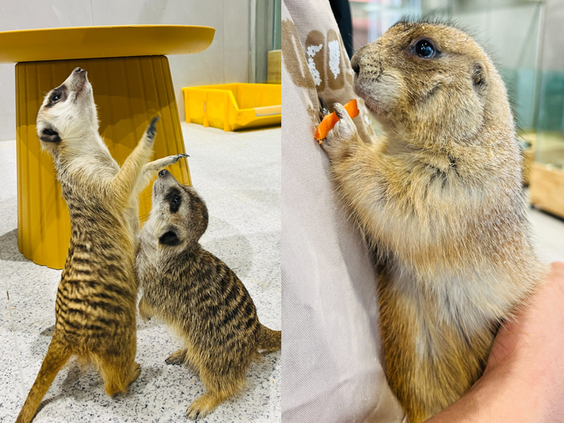 Lollypet萌寵樂園（萌寵來自深圳野生動物園）