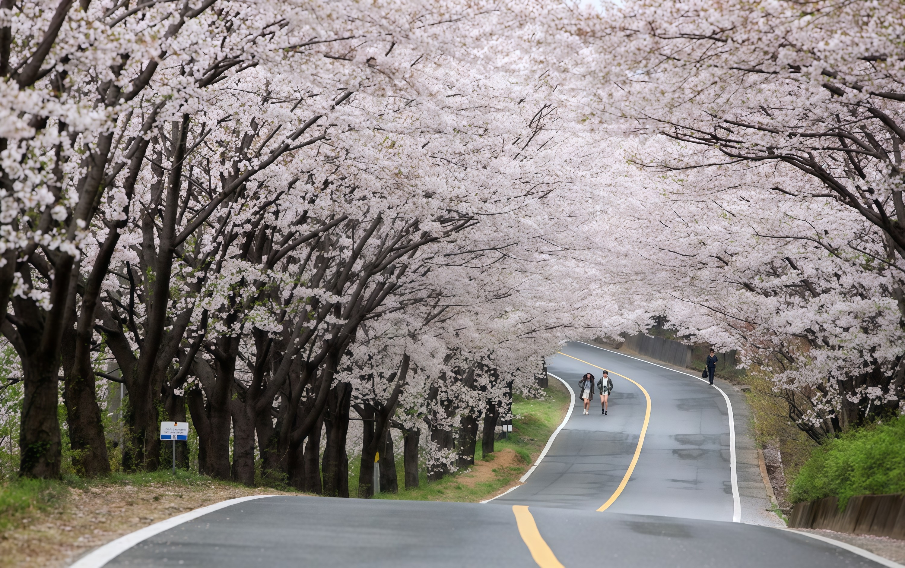 2026 Cherry Blossom Special Tour - 2D1N Namhae & Hadong from Busan