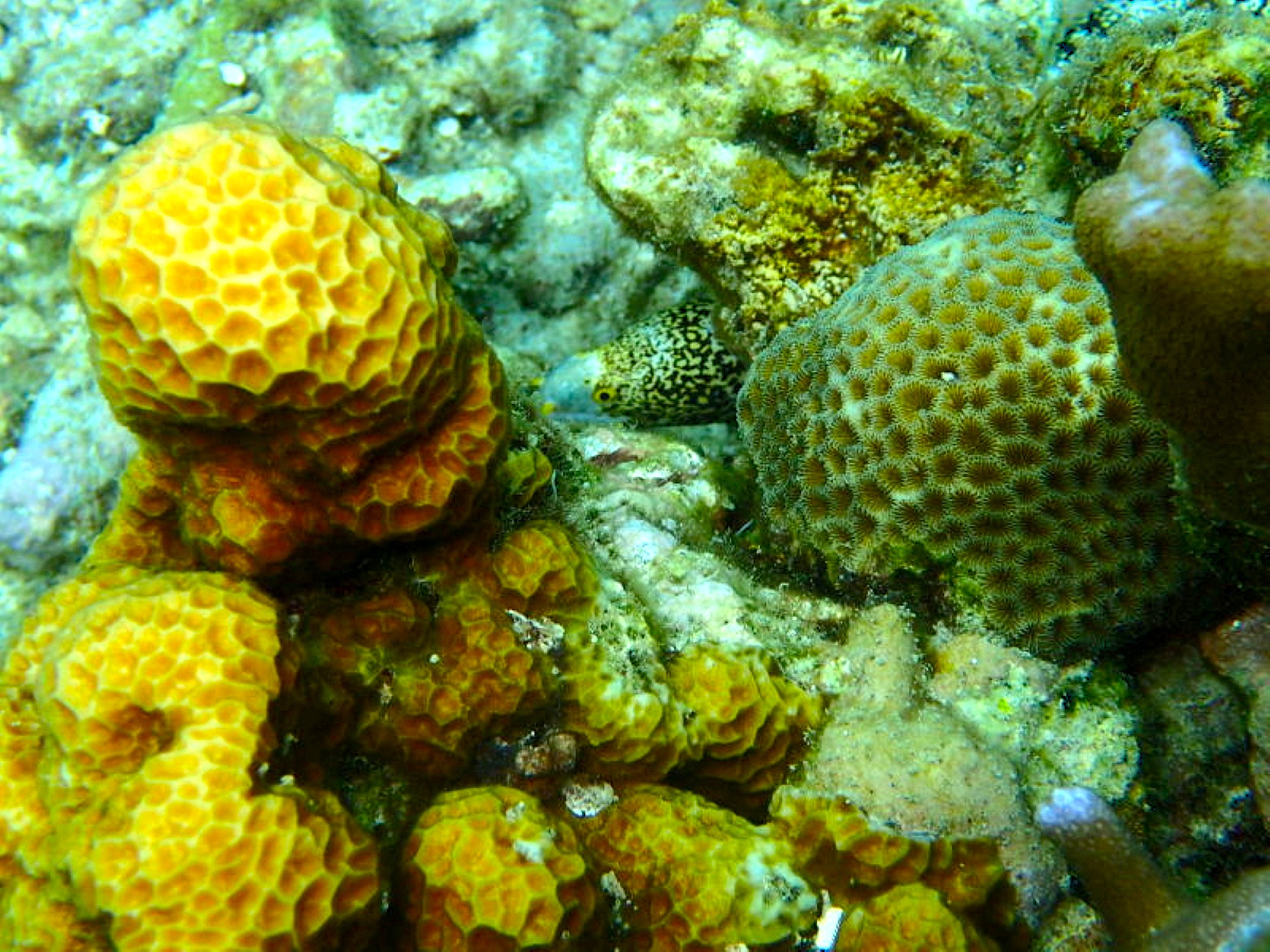 在迷人的珊瑚礁和豐富的海洋生物周圍盡情暢游