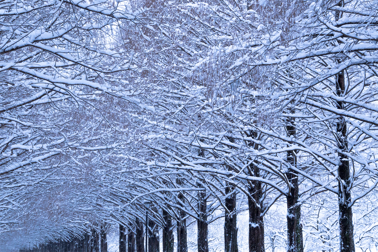 箱館山雪趣與森林溫泉之旅-箱館山玩雪/滑雪 水杉大道 高原溫泉療愈｜大阪出發/京都出發