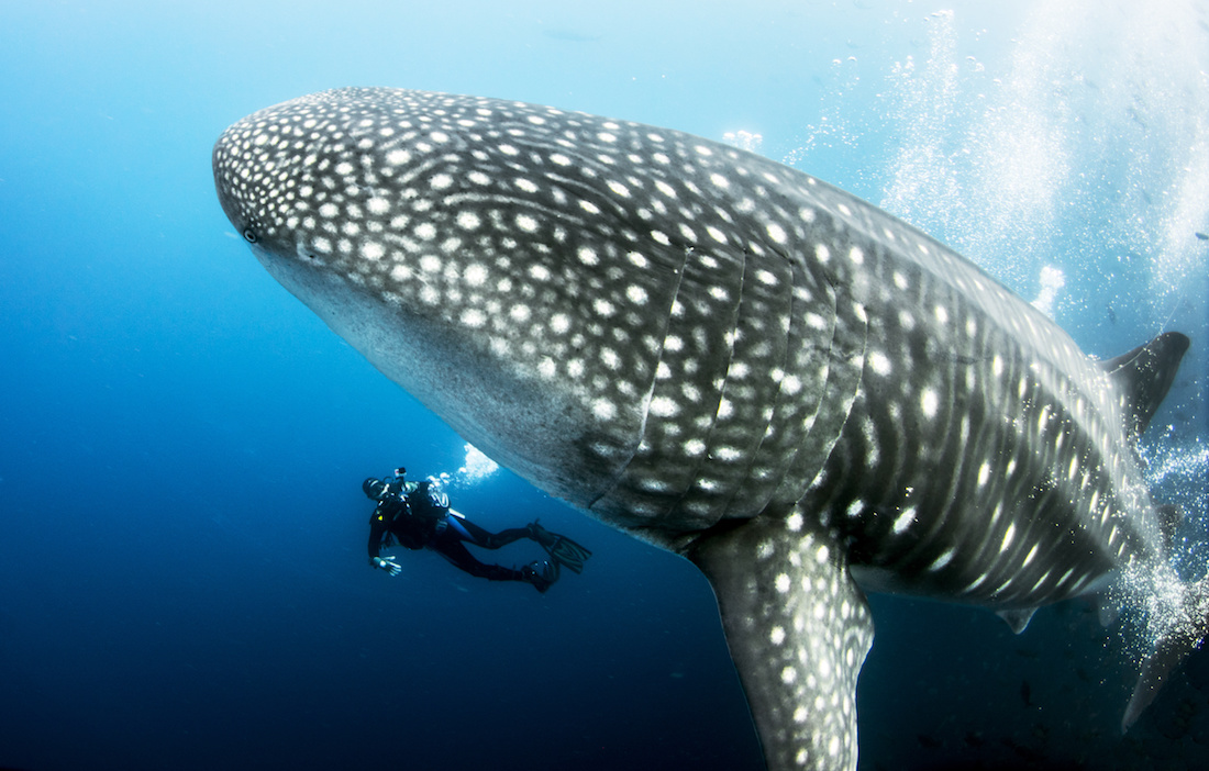 タオ島 マリーンライフファンダイブパッケージ（PADI 5スターCDC提供）