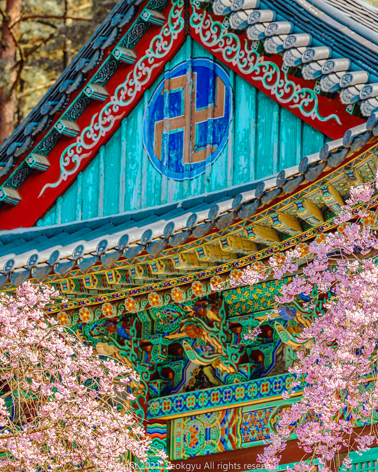 木造寺廟大殿與櫻花之間的和諧,是不是簡直美得令人驚嘆? 木造寺廟大殿與櫻花之間的和諧,是不是簡直美得令人驚嘆?