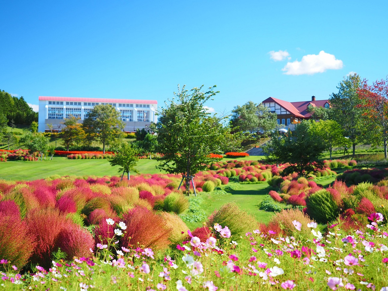 富良野花田 & 佐幌度假村熊山之旅（札幌出發）