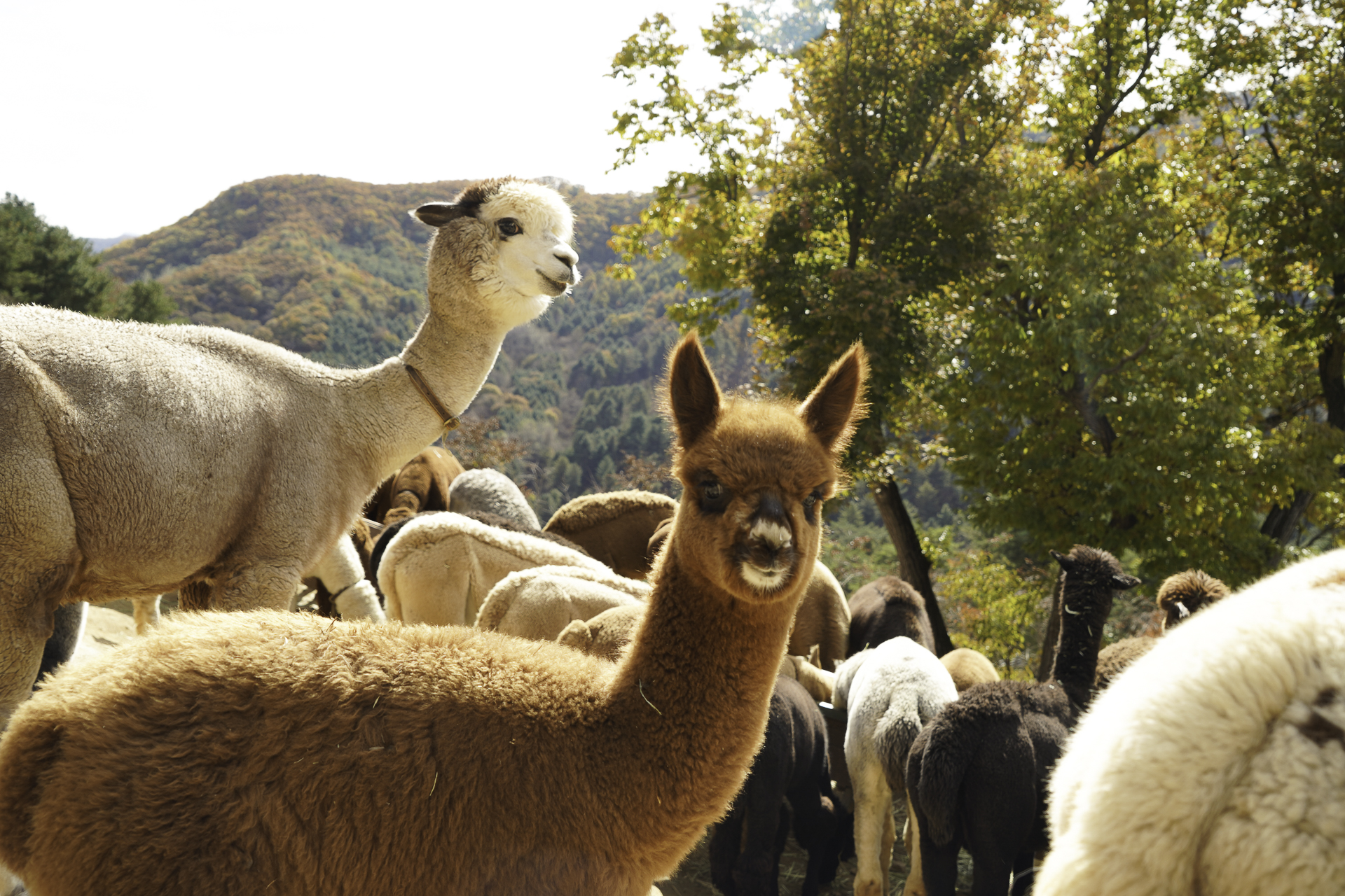 Gyeonggi-do &amp; Gangwon-do (Alpaca/Legoland) Private Car Charter