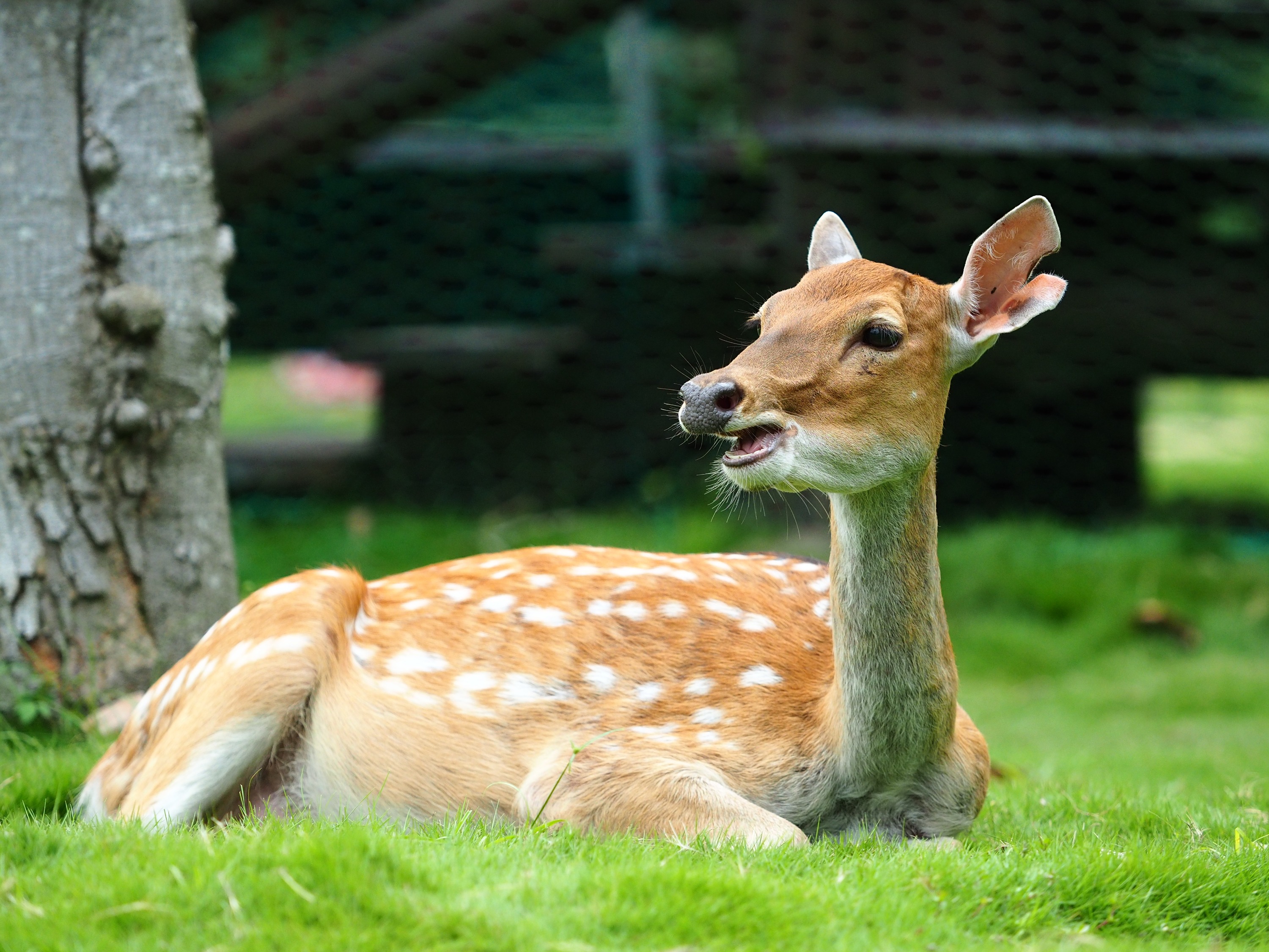 Feeding Deer and Archery Experience at Chiayi Tsou Tribe