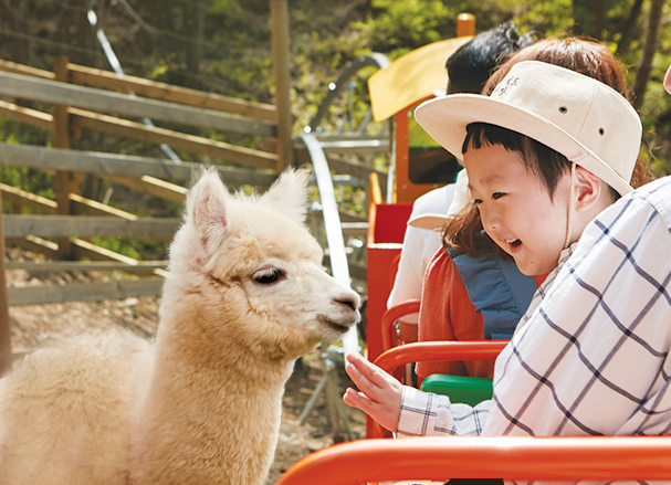在草泥馬樂園，您可以近距離接觸可愛的草泥馬、與牠們互動、餵食，盡情享受與這些溫馴動物親密接觸的樂趣