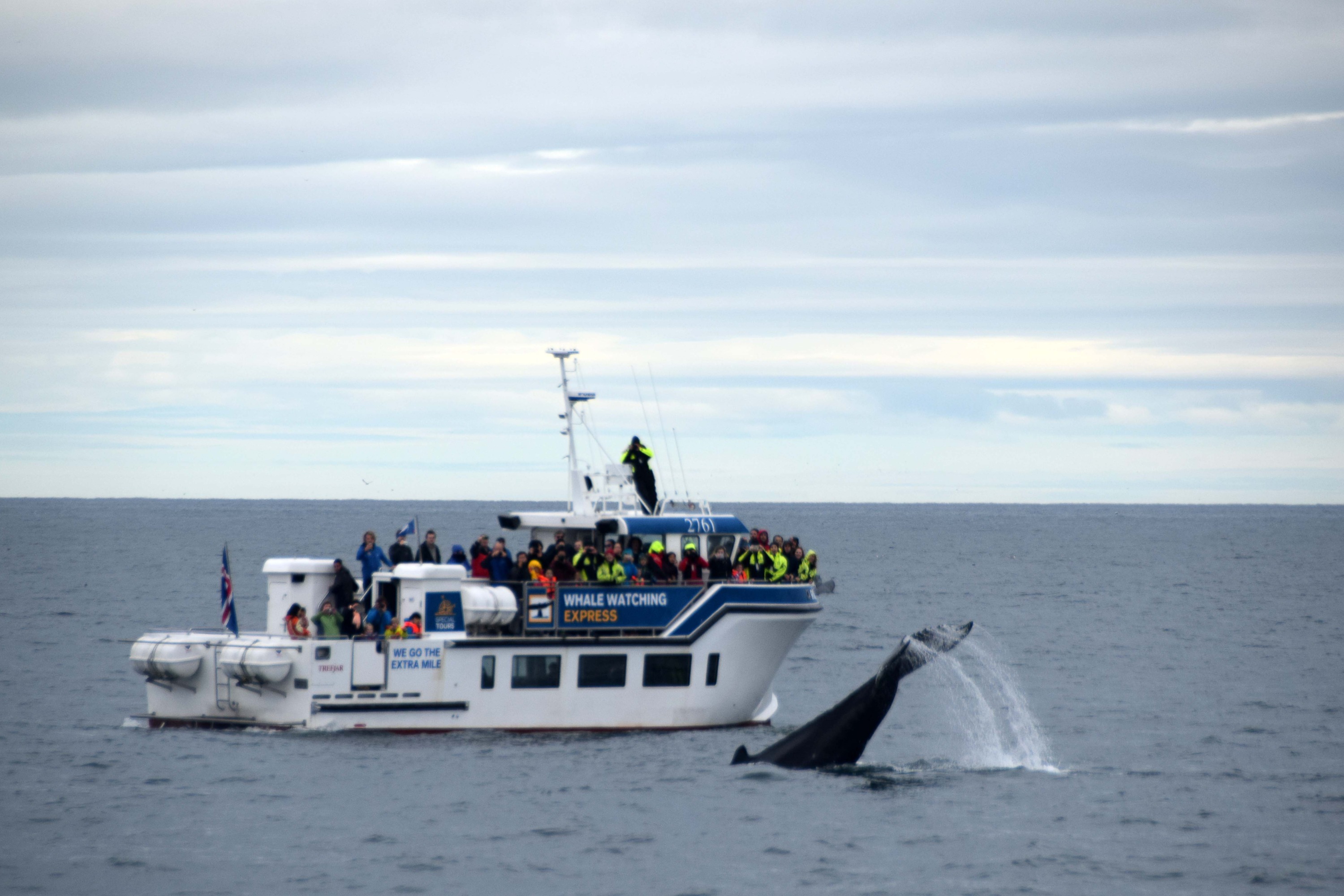 Reykjavik Whale Watching Half-Day Tour