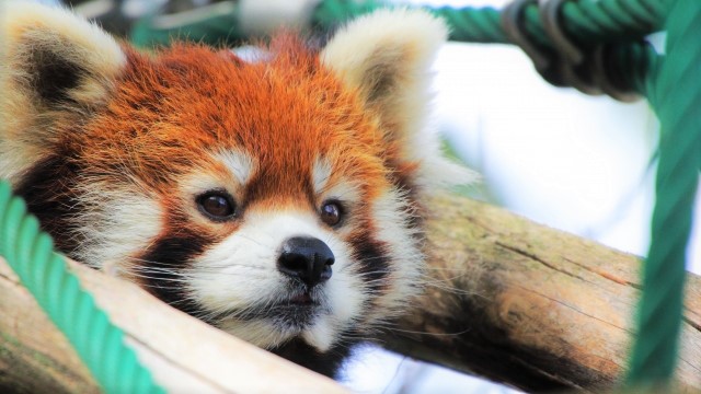 冬季旭山動物園 & 青池一日巴士之旅