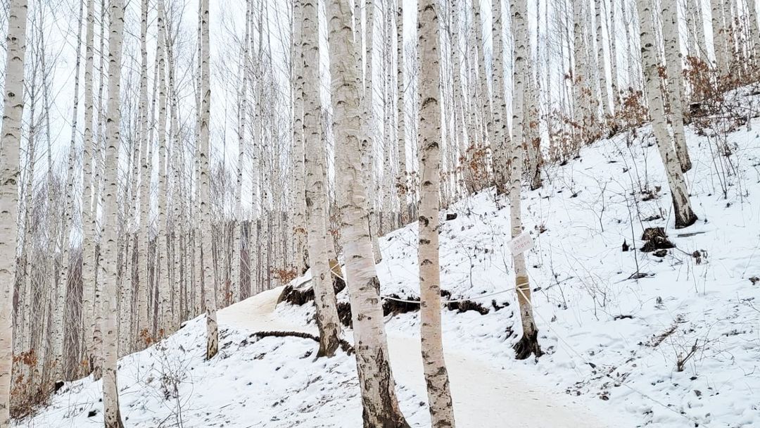 Snow Wondae-ri Birch Forest + Maebawi Icewall Day Tour from Seoul