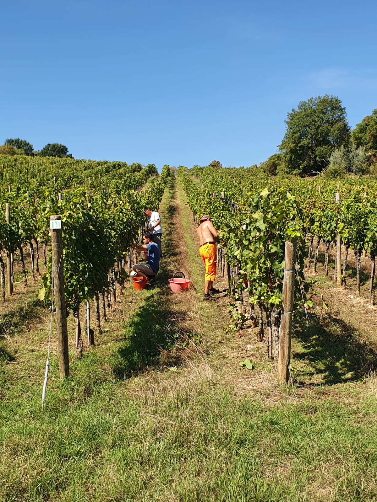 Tuscan Bites & Sips: Discover Tuscany Through Wine