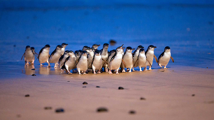 Little penguins marching back to shore