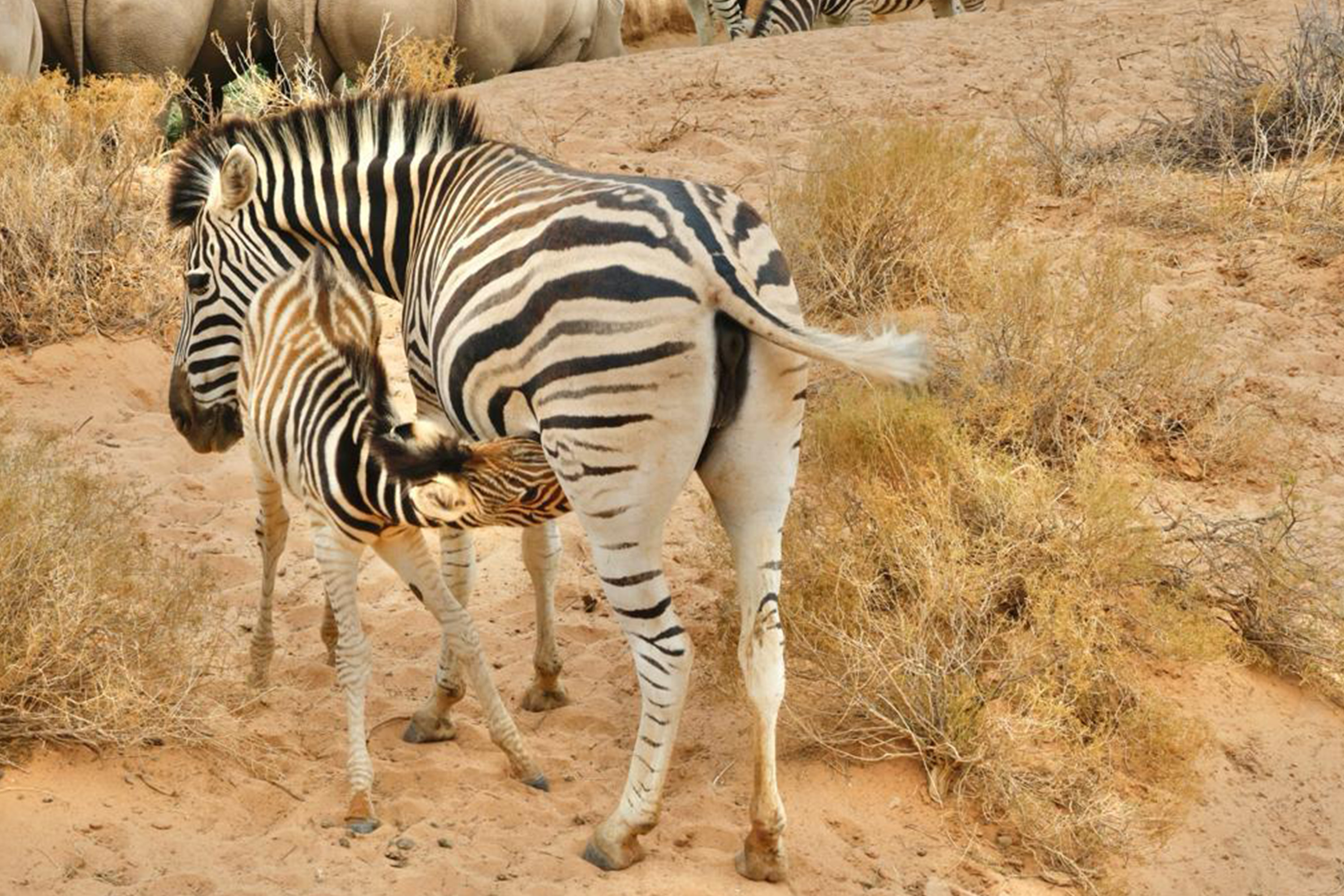 Aquila Game Reserve Safari with wine tasting, Transport & Lunch