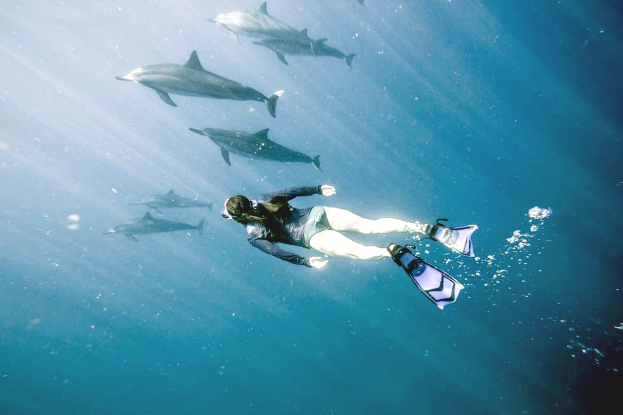 洪加達海豚觀賞遊船之旅（包浮潛 & 午餐）