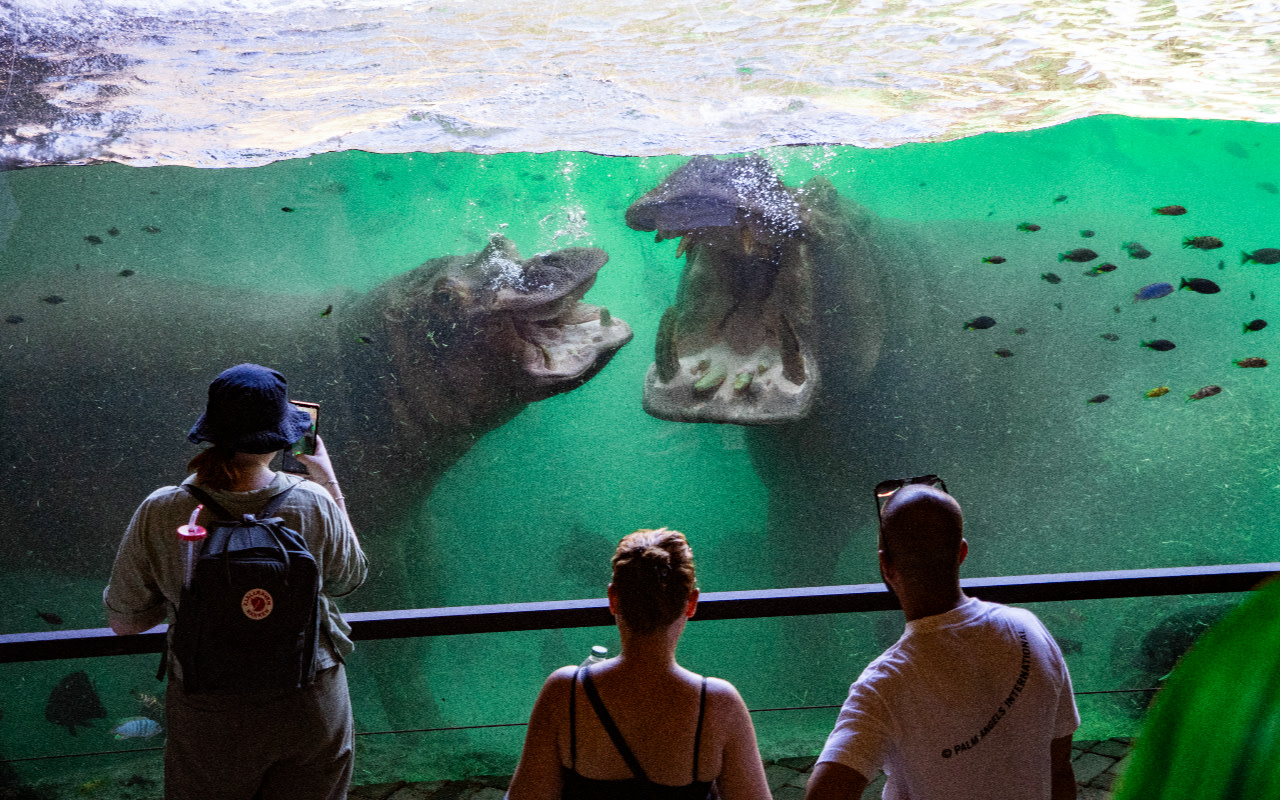 觀看河馬在水下優雅滑行，在它們的棲息地中強大而平靜