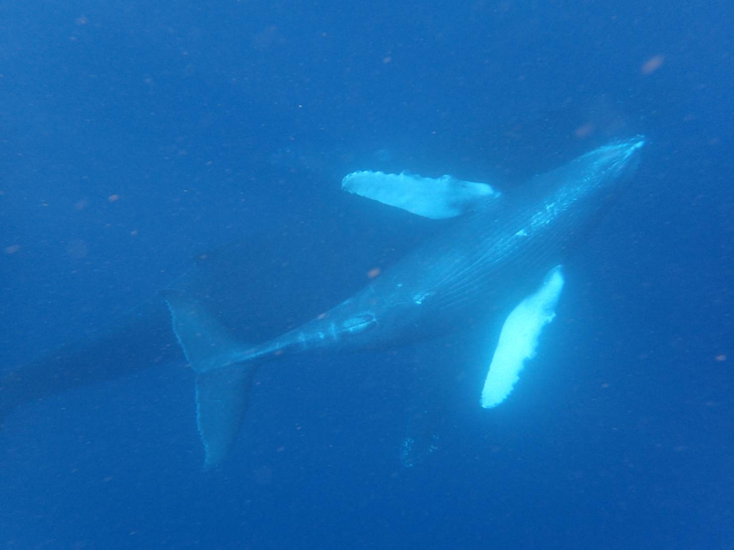 慶良間諸島クジラと泳ぐシュノーケリング体験（沖縄）