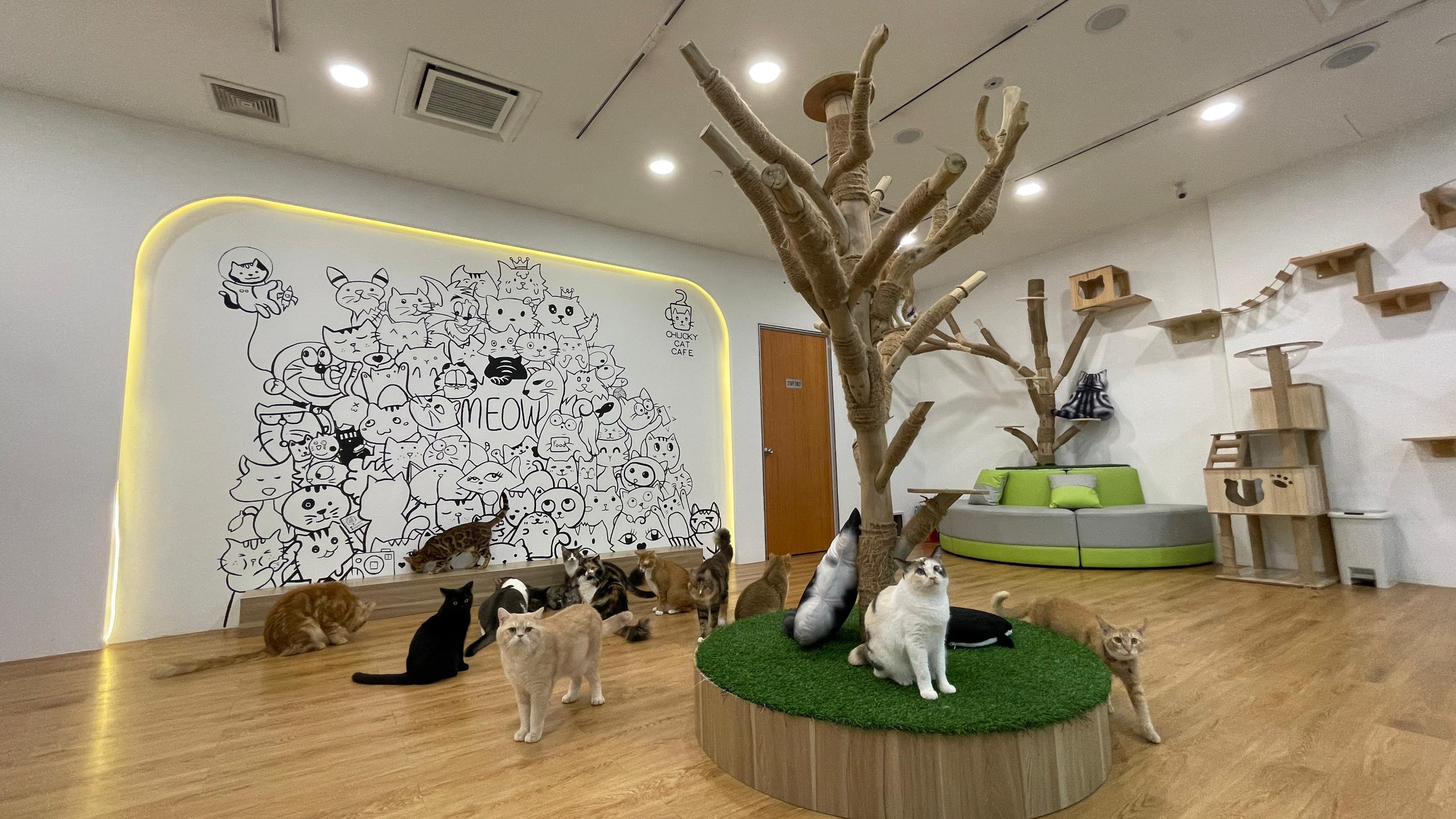 Chucky Cat Cafe in Johor Bahru