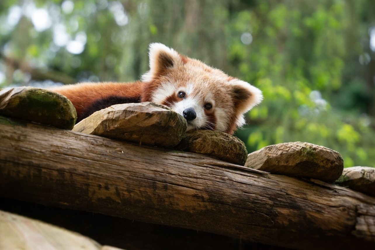 Amneville Zoo Fast Track Ticket 