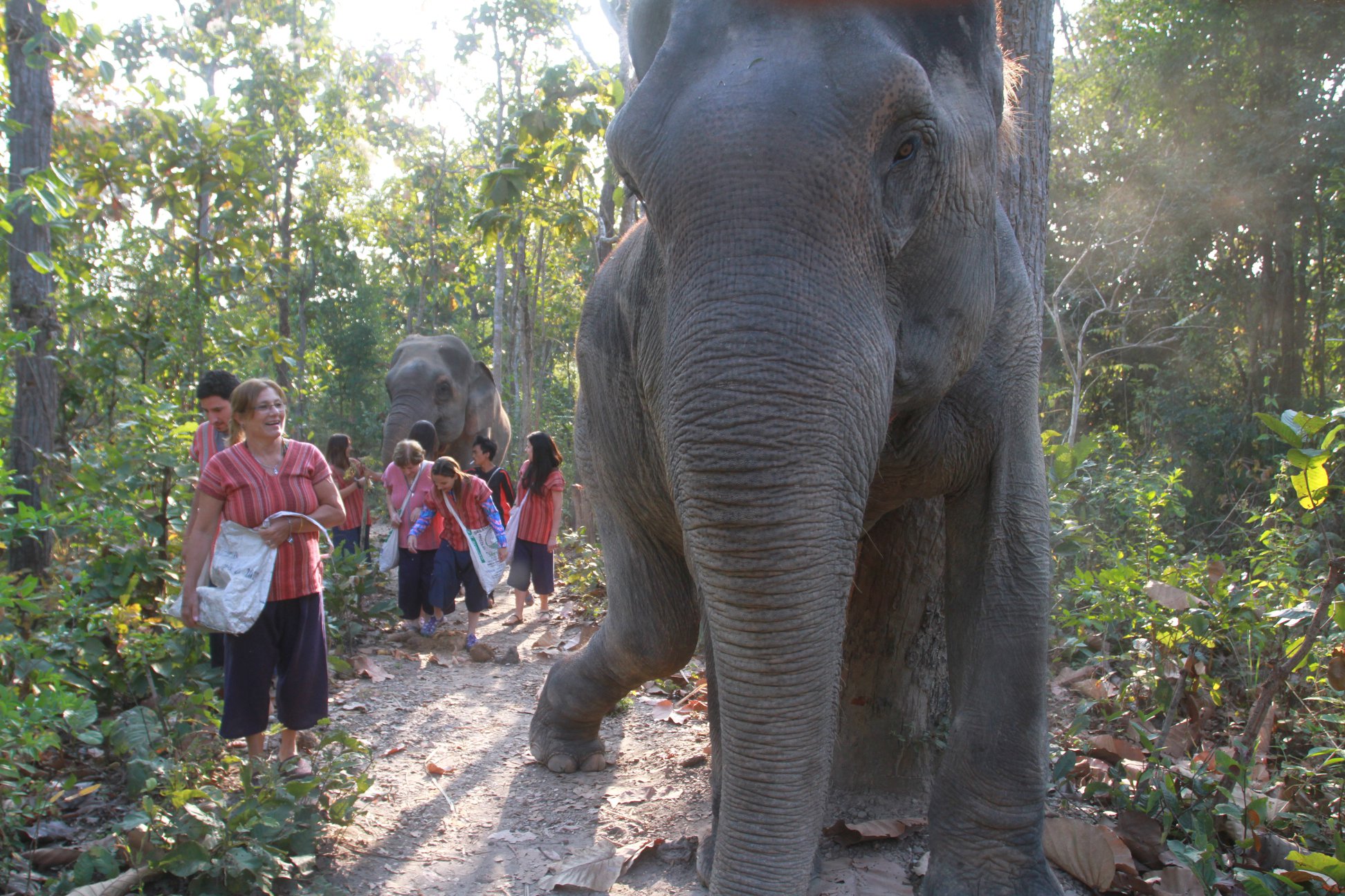 清邁 Maerim Elephant Home 大象體驗營