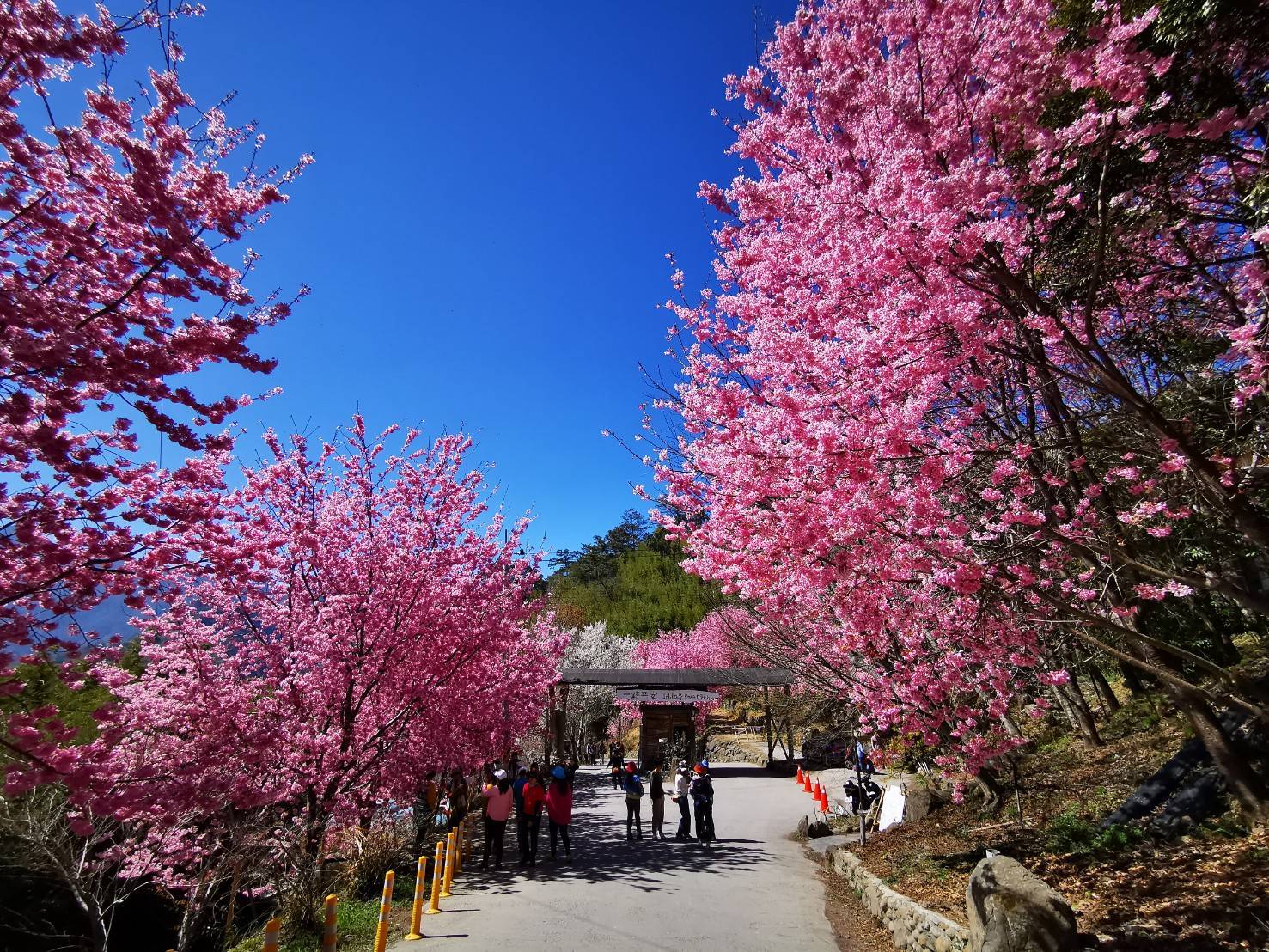 司馬庫斯 & 宇老觀景台 & 合興車站一日遊(台中市區接送)