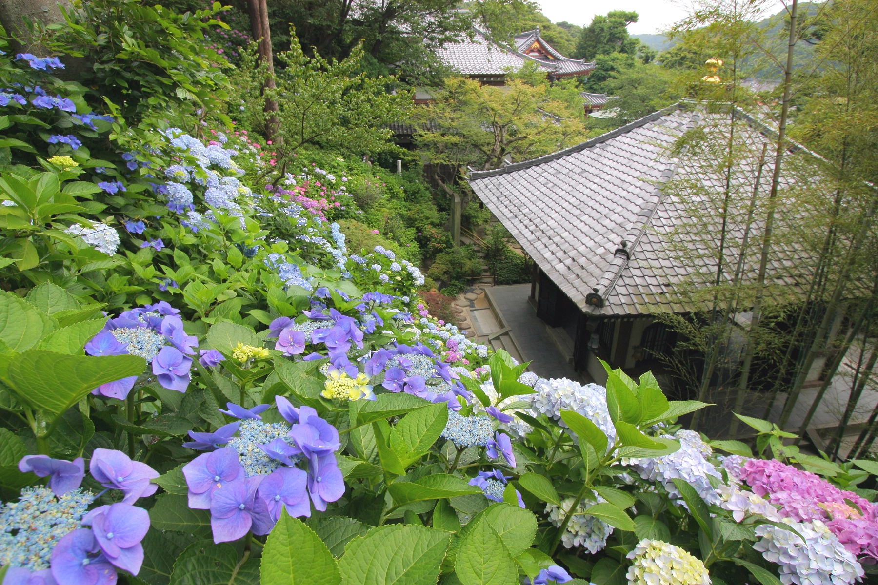 鎌倉: 賞花一日遊明 - 月院＆長谷寺＆江之島＆鶴岡八幡宮 (東京出發)