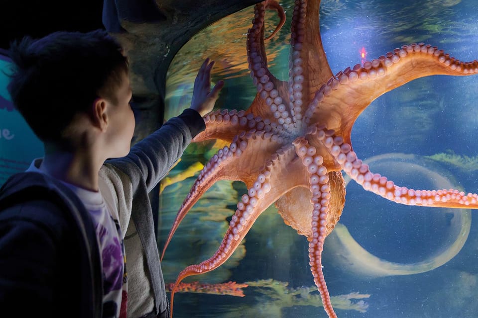 紐澤西州美國夢購物中心 SEA LIFE® 水族館門票