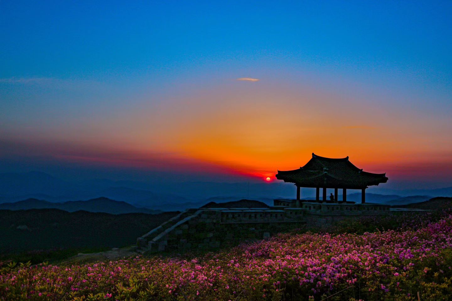 [Spring Season] Hwangmaesan Azalea One Day Tour from Busan