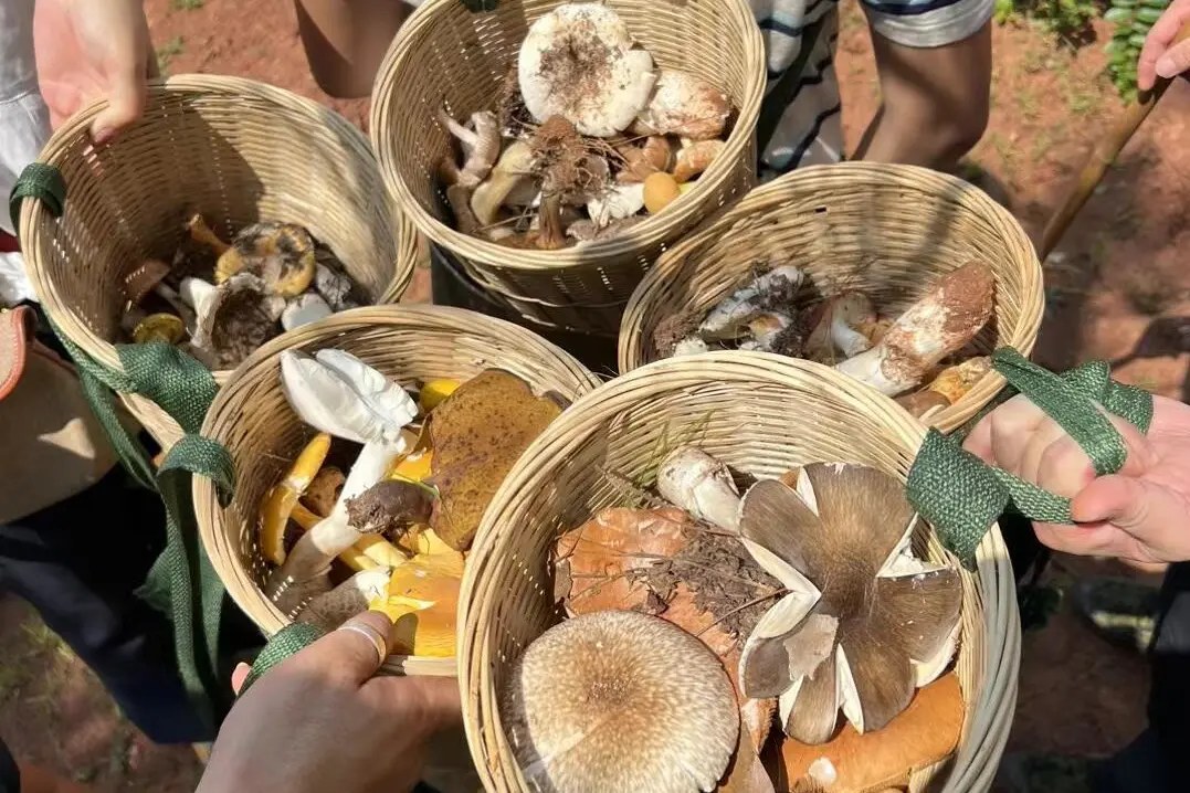 Day 4 08:30 Arrive at our private forest camp and start the [wild mushroom picking activity]. Follow the local guide to carry a bamboo basket into the mountains, step on the pine needle road soaked with dew, and learn to use a wooden stick to "explore mus