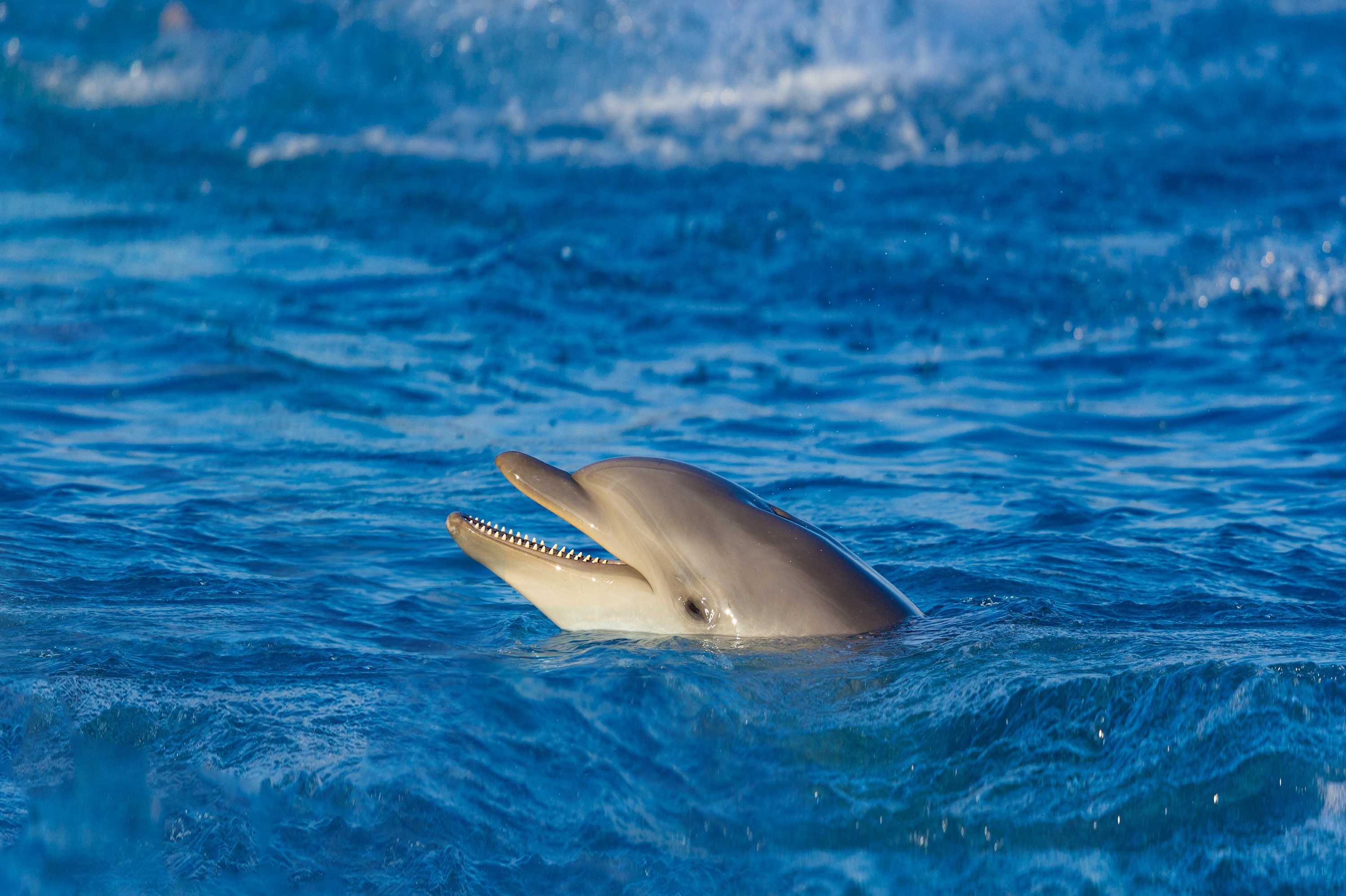 海豚屋礁石浮潛海上之旅(含接送)- 馬薩阿拉姆 海豚屋礁石浮潛海上之旅(含接送)- 馬薩阿拉姆