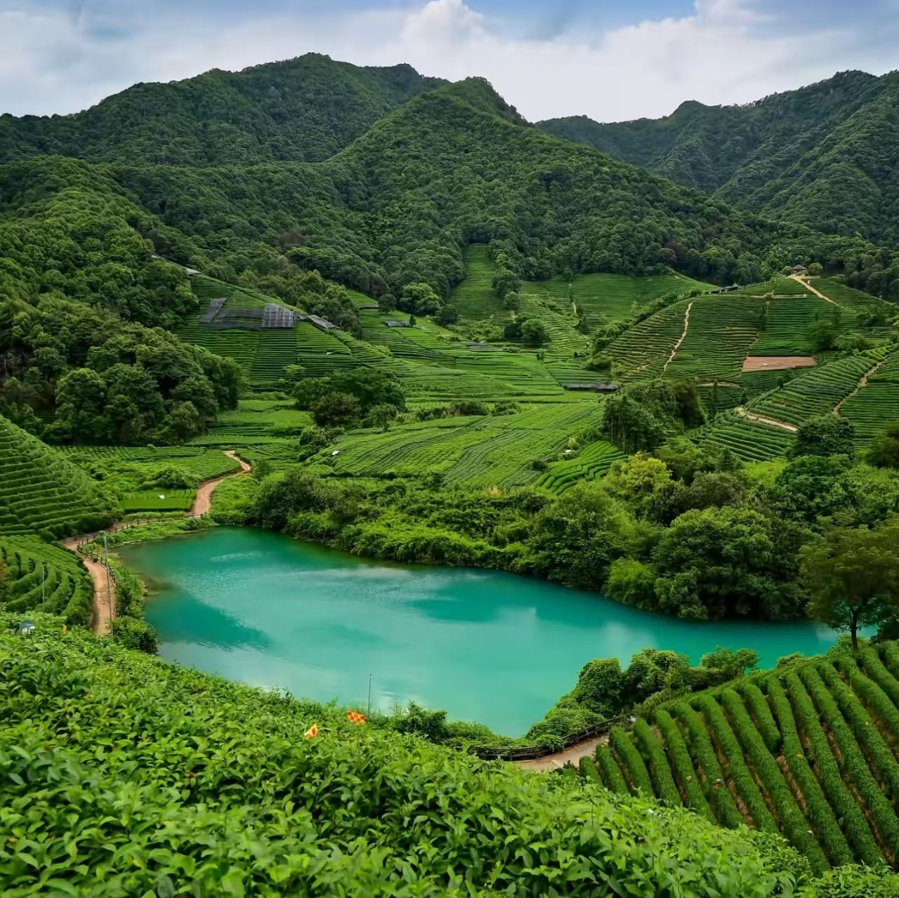 四周群山環繞,茶園茶山連綿起伏,是西湖龍井茶保護基地區,素有“萬擔茶鄉”之稱 四周群山環繞,茶園茶山連綿起伏,是西湖龍井茶保護基地區,素有“萬擔茶鄉”之稱
