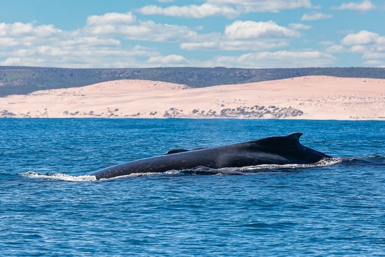 Whale Watching Cruise in Kalbarri