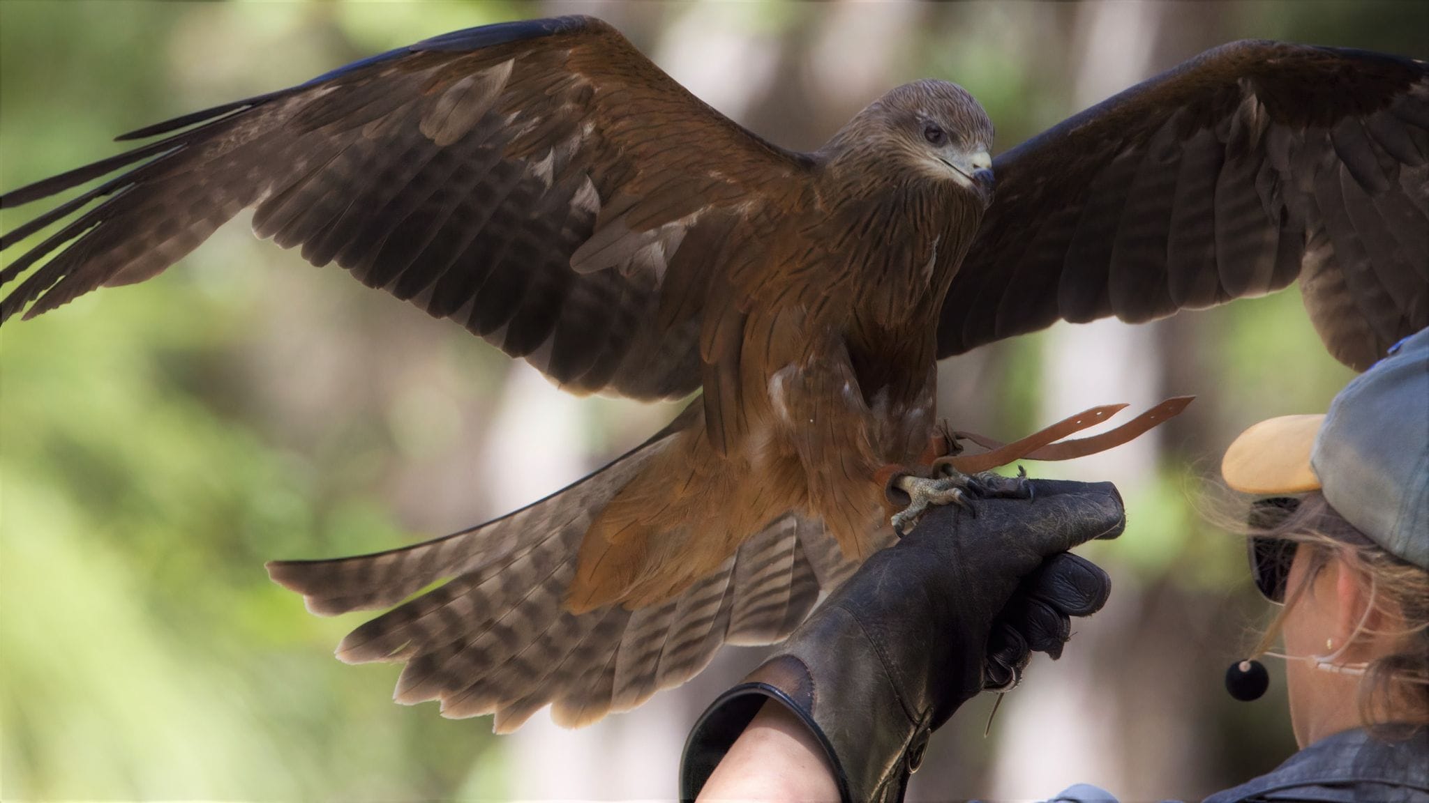 瑪格麗特河老鷹遺產猛禽野生動物中心（Eagles Heritage Wildlife Centre）門票