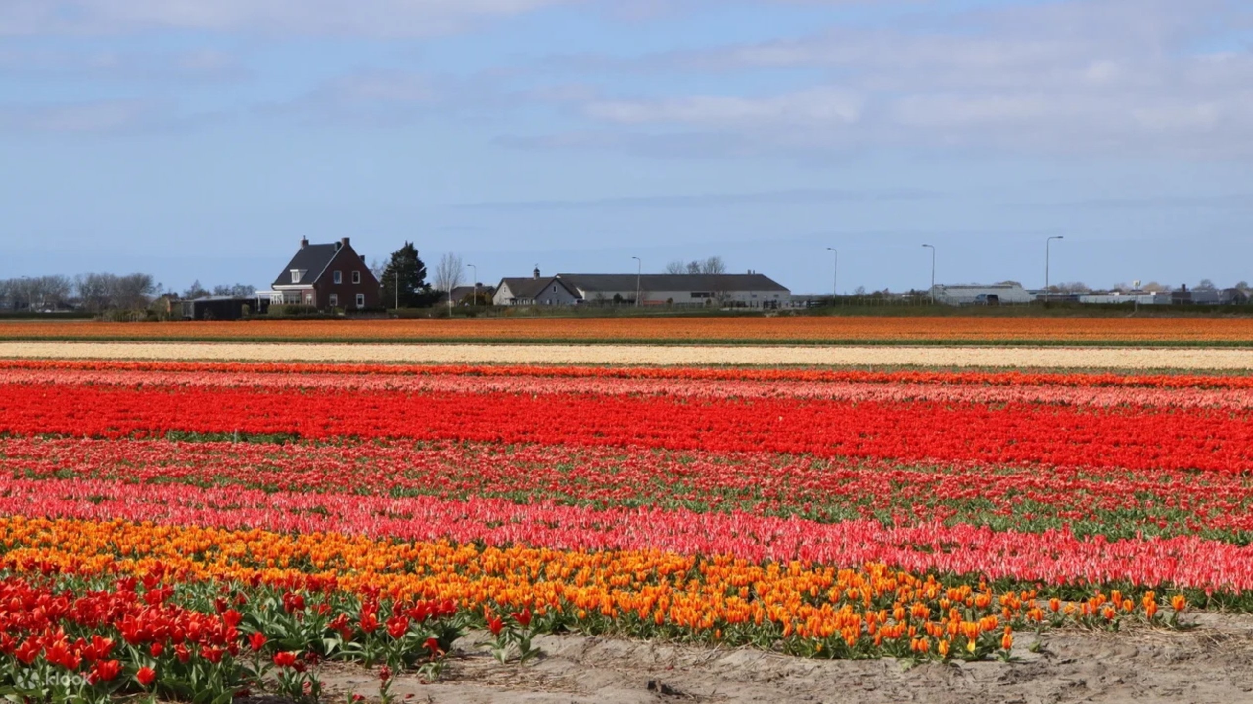 荷蘭利瑟壯觀的荷蘭國色橙色鬱金香花田