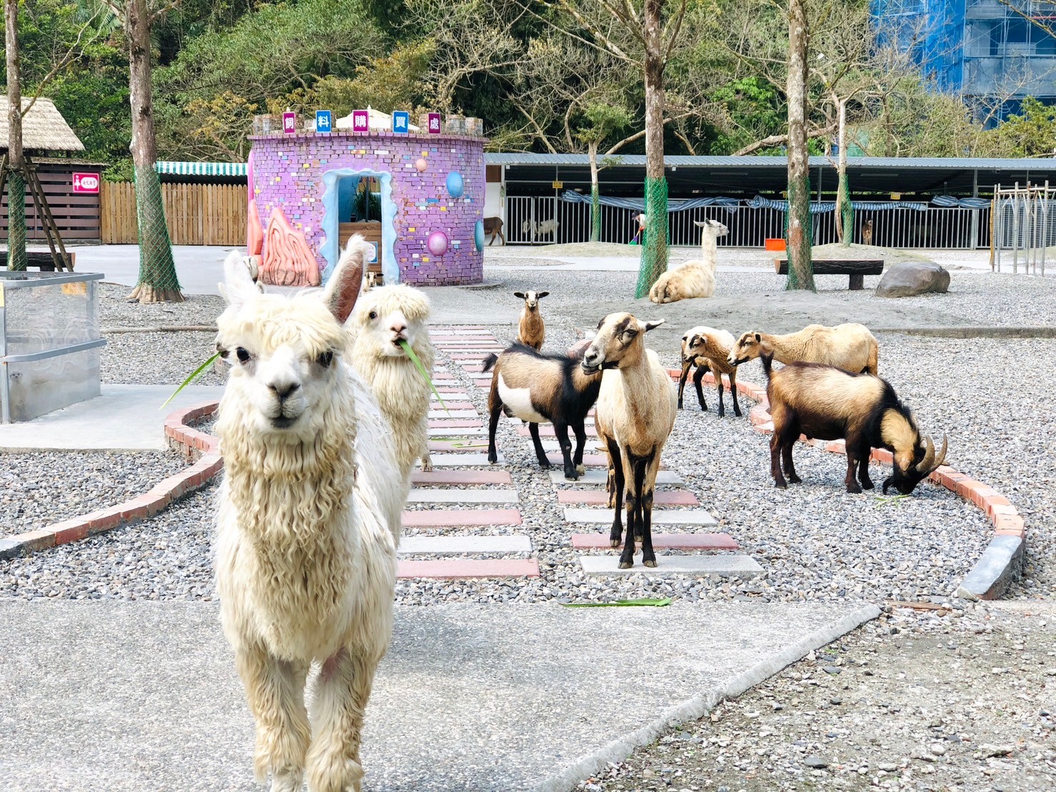 長埤湖精霊村 入場チケット（宜蘭）