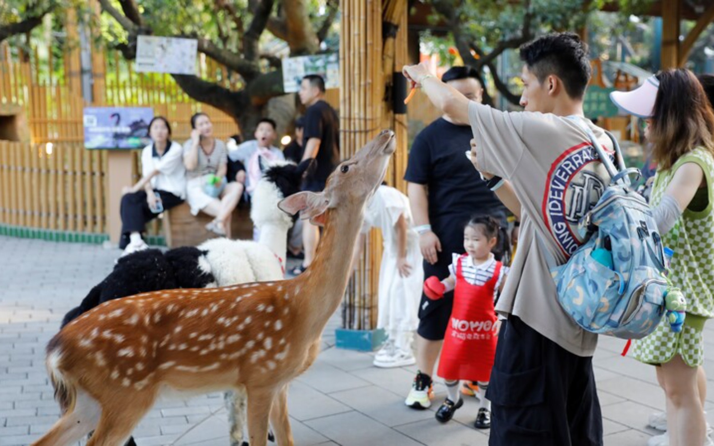 WOWO Wowo Pet Forest Friends (Window of the World Branch) 
