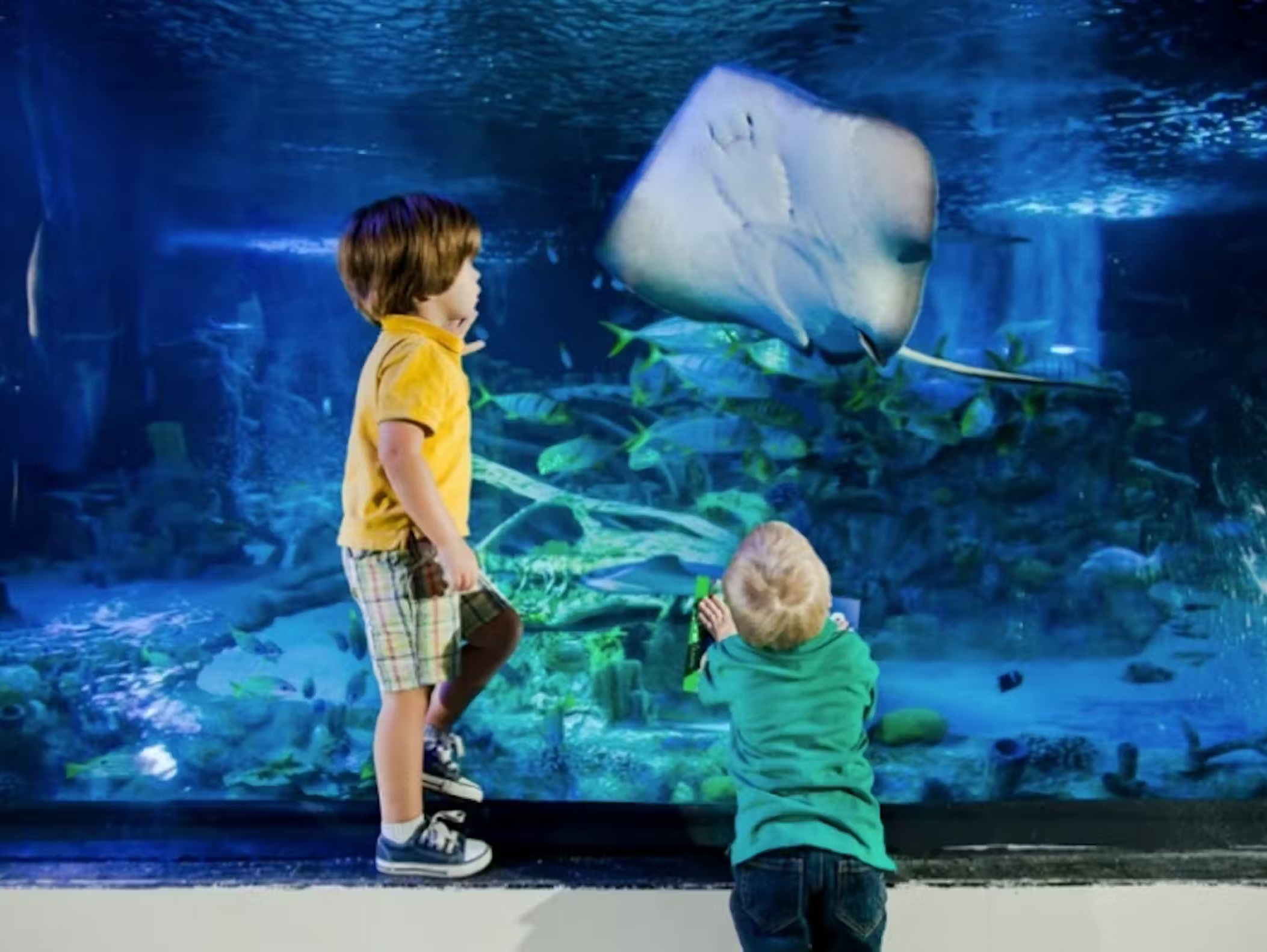 SEA LIFE Grapevine:  Entry Ticket