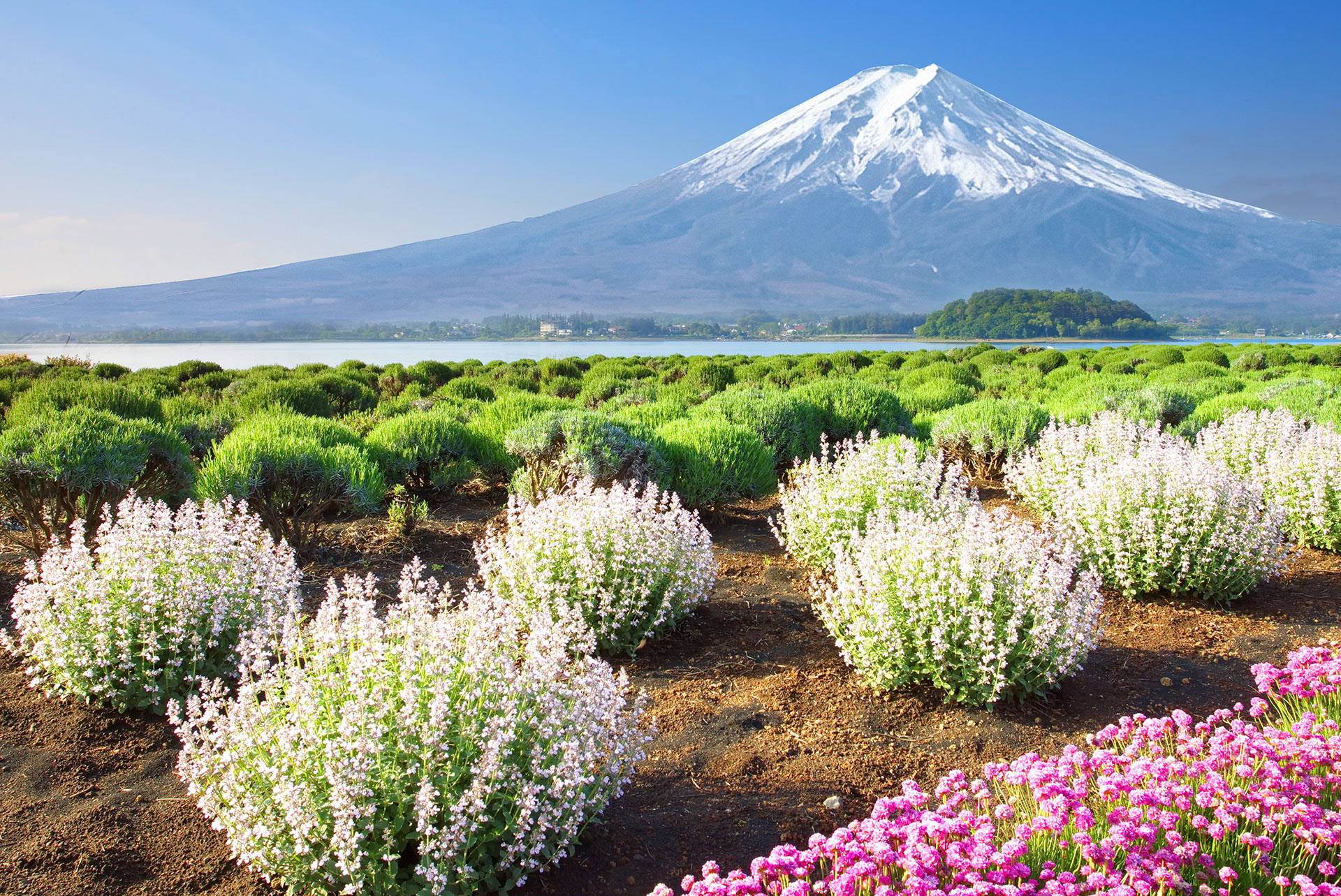 大石公園春日花開，富士山靜靜佇立天際~
