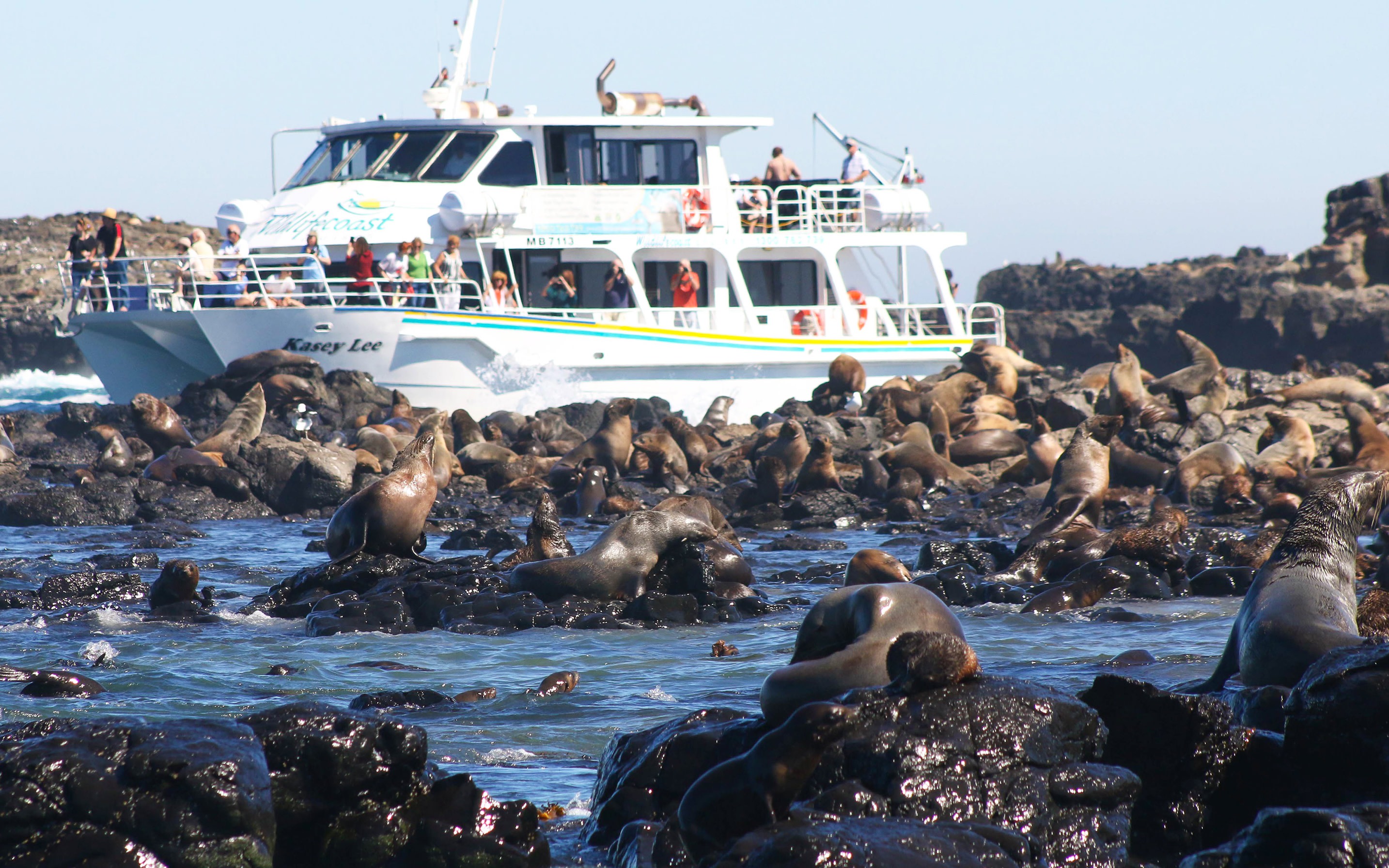 Phillip Island Seal Watching Cruise 