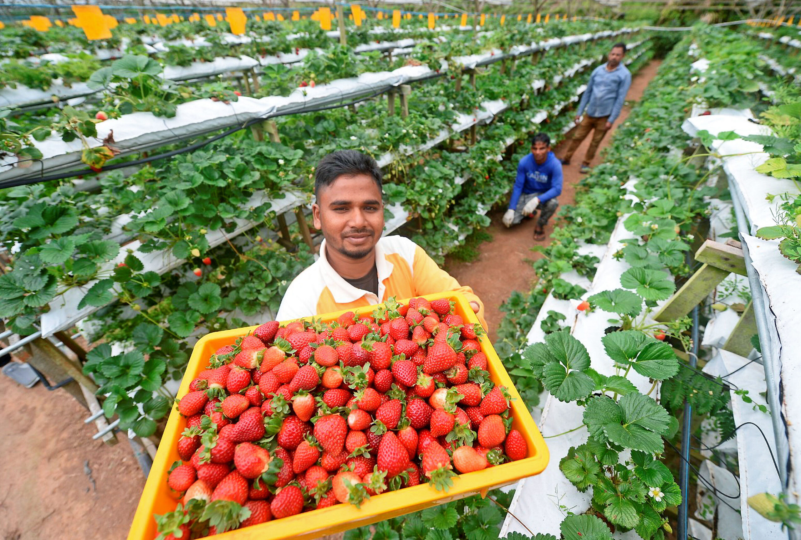 PRIVATE CAMERON HIGHLANDS DAY TOUR FROM KUALA LUMPUR