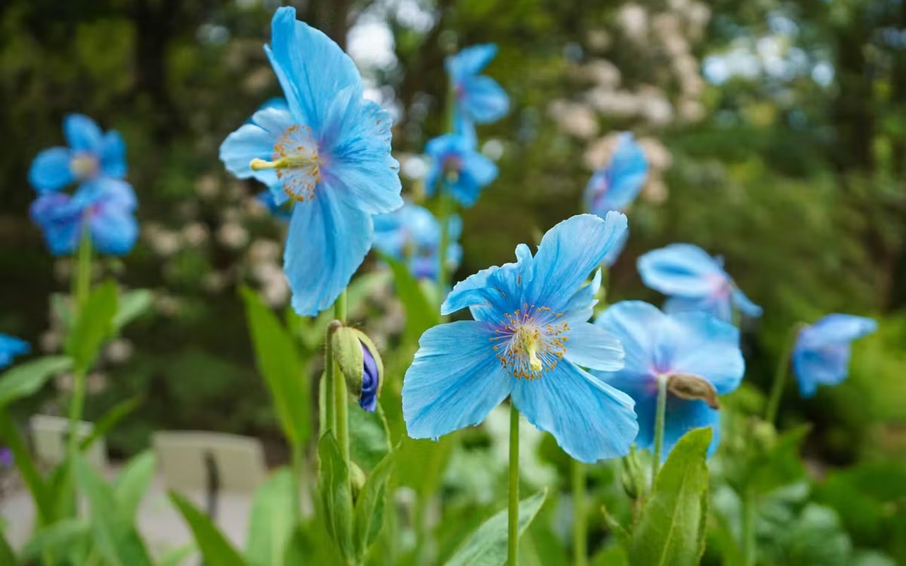 探索這些迷人的藍色罌粟花，一處稀有而神奇的園林景觀