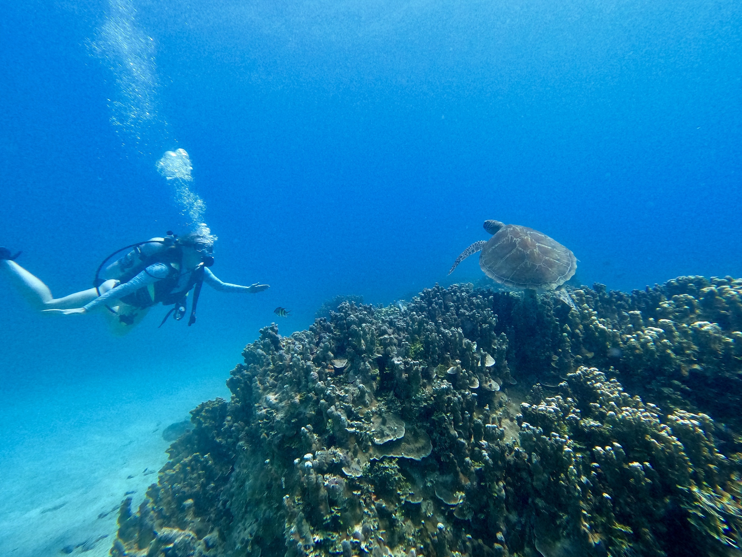 我們會盡力尋找海龜! 我們會盡力尋找海龜!