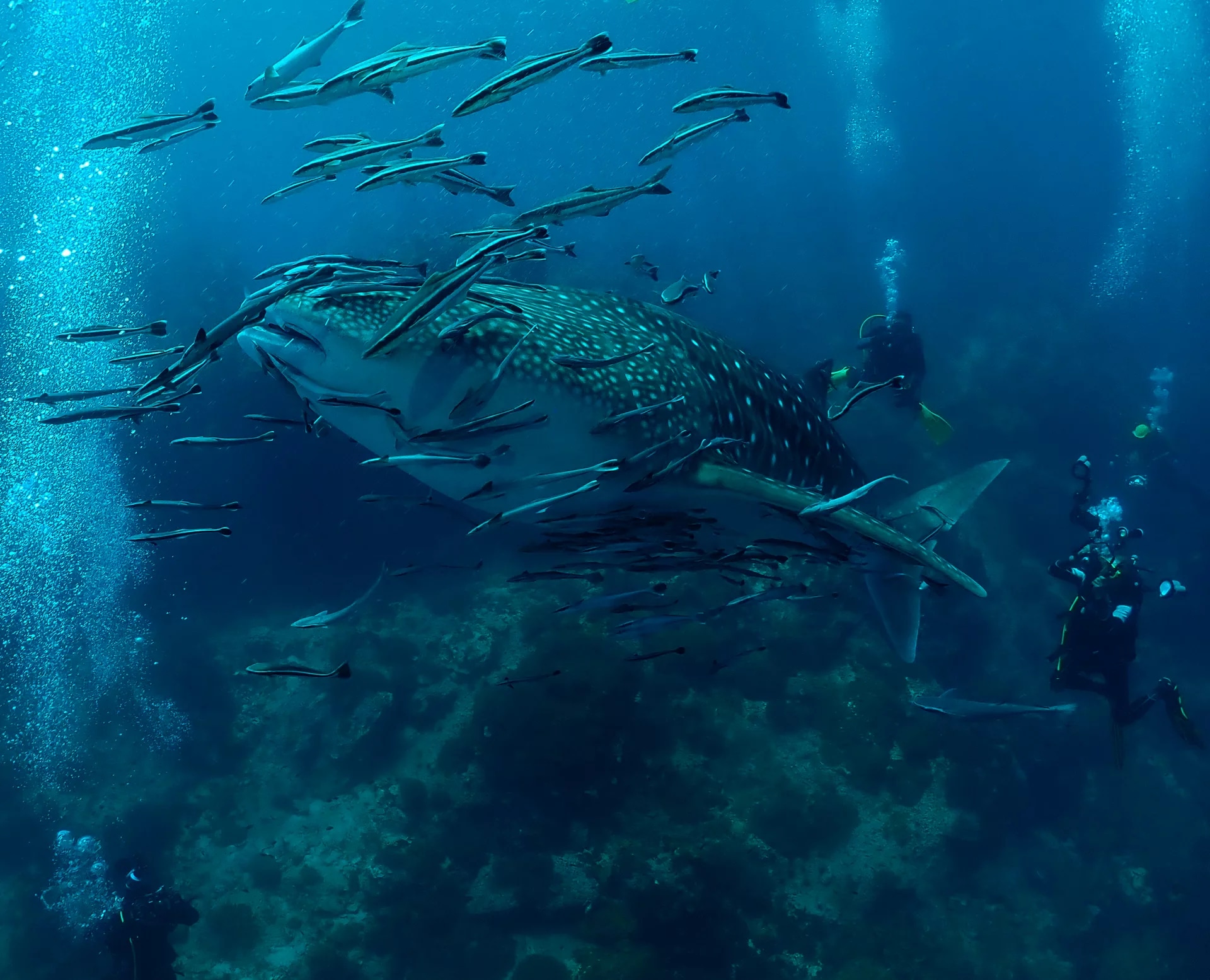 PADI AOW PADI 5 