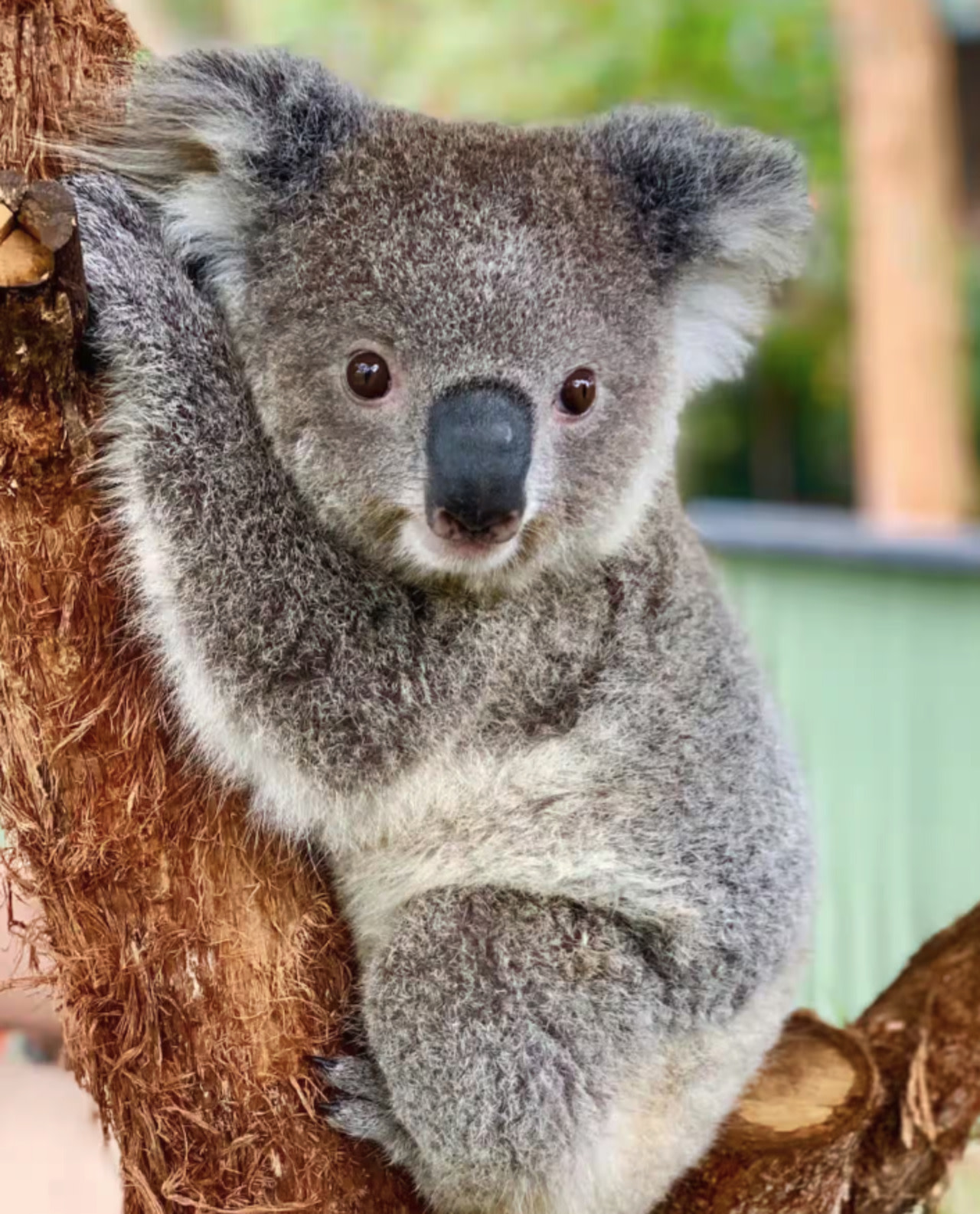 Baby Animals, Boomerangs and BBQ Lunch Experience