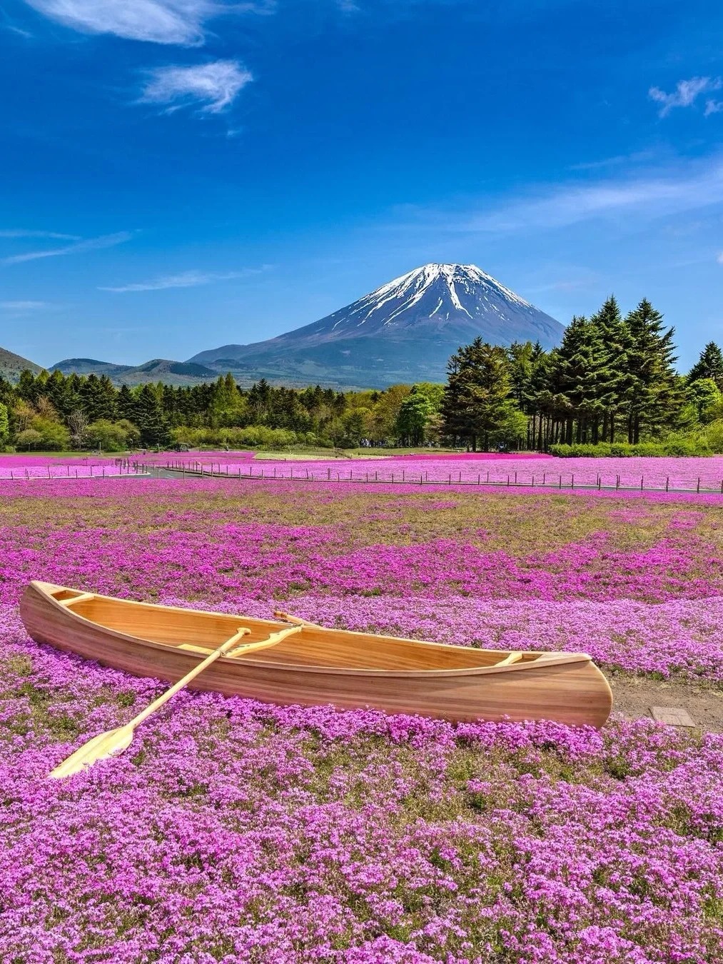 富士山壯麗美景或芝櫻節浪漫花海一日遊 （東京出發）