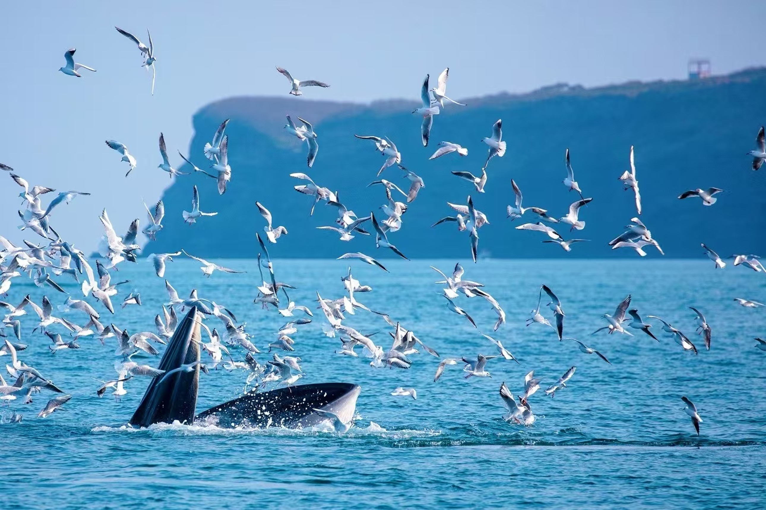 群鷗繞著露背的鯨飛舞,藍海與崖岸作底,鷗鳥的靈動裹著鯨的壯闊,是海洋共生的生動畫面 群鷗繞著露背的鯨飛舞,藍海與崖岸作底,鷗鳥的靈動裹著鯨的壯闊,是海洋共生的生動畫面