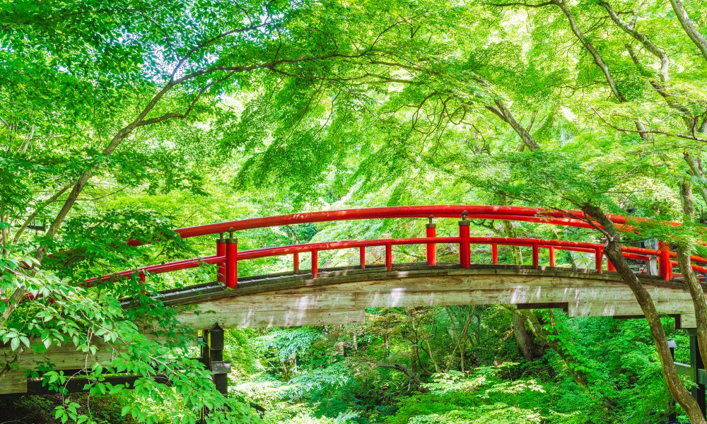 國營常陸海濱公園 & 足利花卉公園之旅（東京出發）