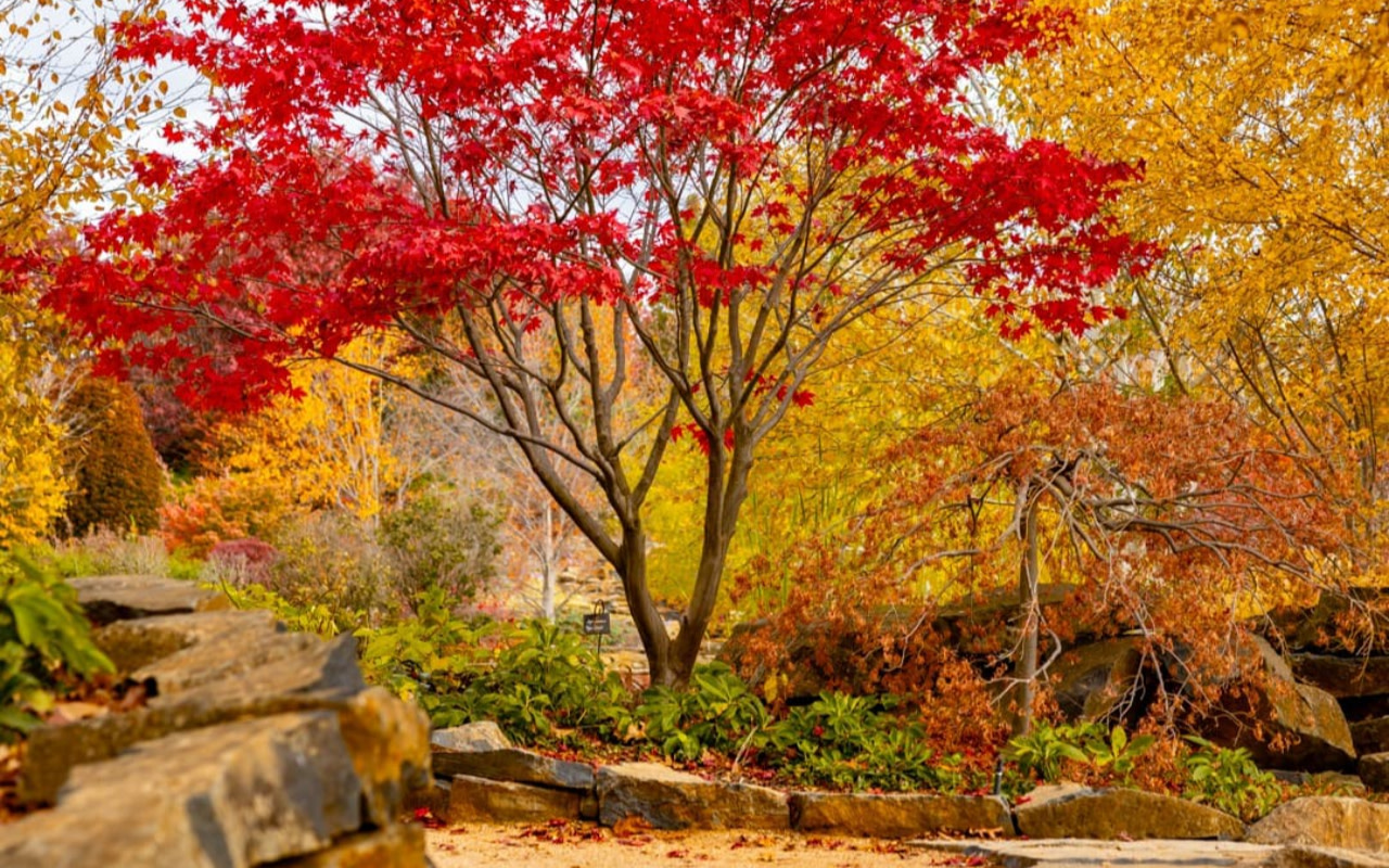 漫步於綠樹成蔭的寧靜大道，沉浸在豐富的紅、金、橙色調之中。