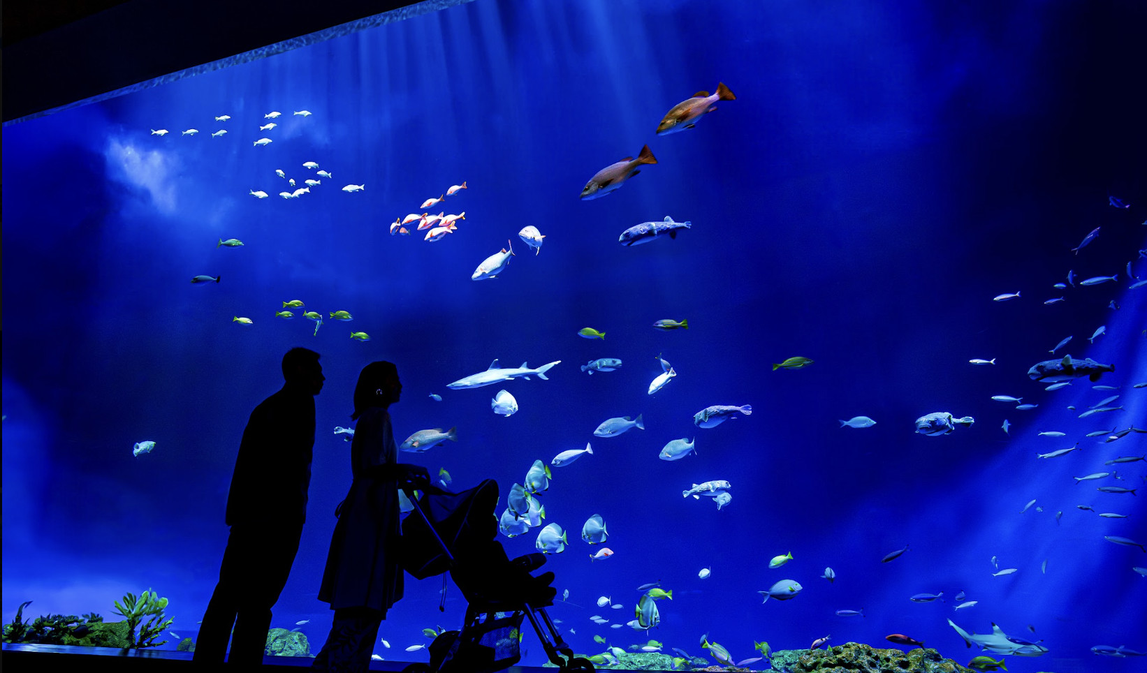 DMM Kariyushi Aquarium