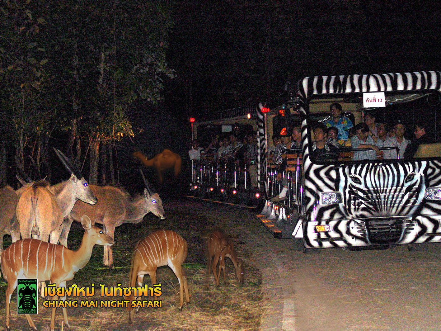 Night Safari
